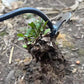 Handgereedschap voor het verwijderen van onkruid in de tuin