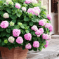 ✨Koop meer, krijg meer gratis.- Kunstmatige hortensia bloemen voor buiten💐